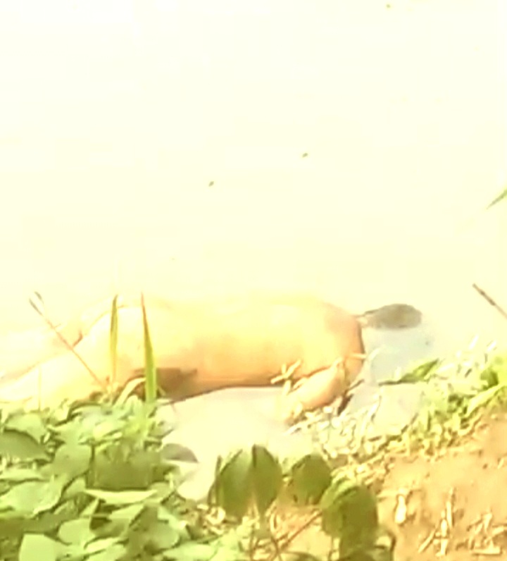 Mayat Tanpa Identitas Ditemukan