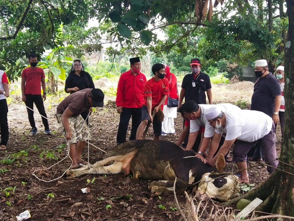 Gema Takbir Iringi Penyembelihan Hewan Kurban di Kantor DPD PDI Perjuangan Sumut