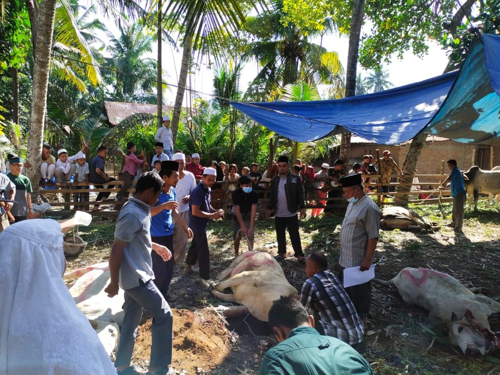 PKB Sumut Potong 15 Sapi Qurban, Dibagikan untuk Masyarakat