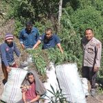 Ladang ganja