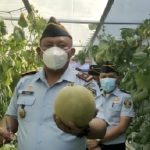 Panen melon