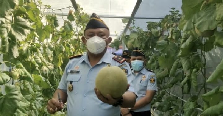 Panen melon