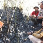 Pembakaran hutan