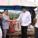 Bibit jahe putih