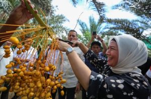 Kebun Kurma