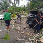Pohon tumbang