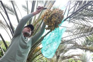 Panen Kurma di Tanah Karo, Ijeck: Panen Sawit Sudah Bisa, Panen Kurma Luar Bisa