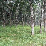 Kebun karet
