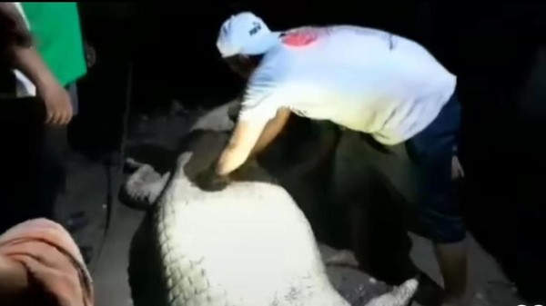Ibu Hamil di Labura Hilang Usai Diterkam Buaya