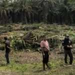 Lahan kebun sawit milik warga Tobing Tinggi dihancurkan PT SSL