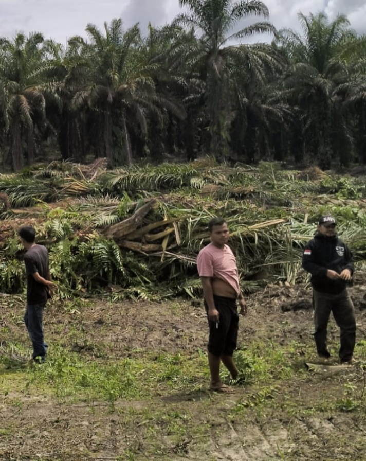 Lahan kebun sawit milik warga Tobing Tinggi dihancurkan PT SSL