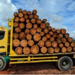 Ilegal Logging