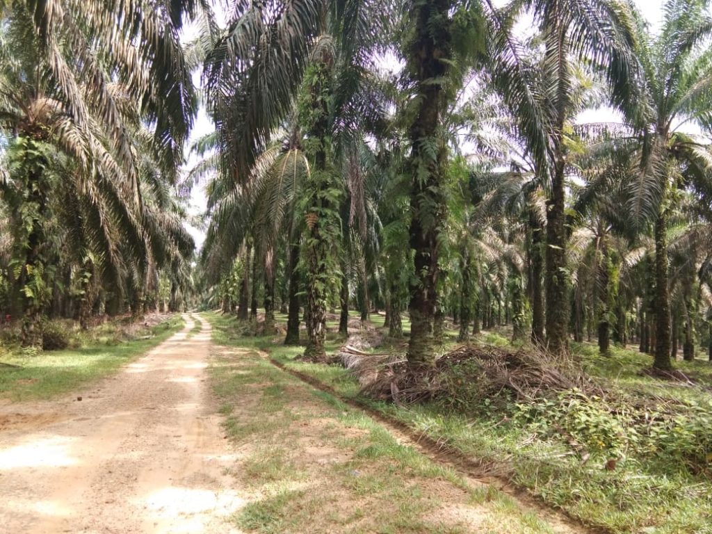 Warga Desa Ujung Batu II Minta PT PHI Kembalikan Lahan Cadangan Desa yang Dipinjam Pakai