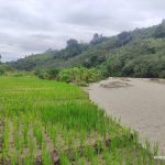 Sawah diterjang banjir