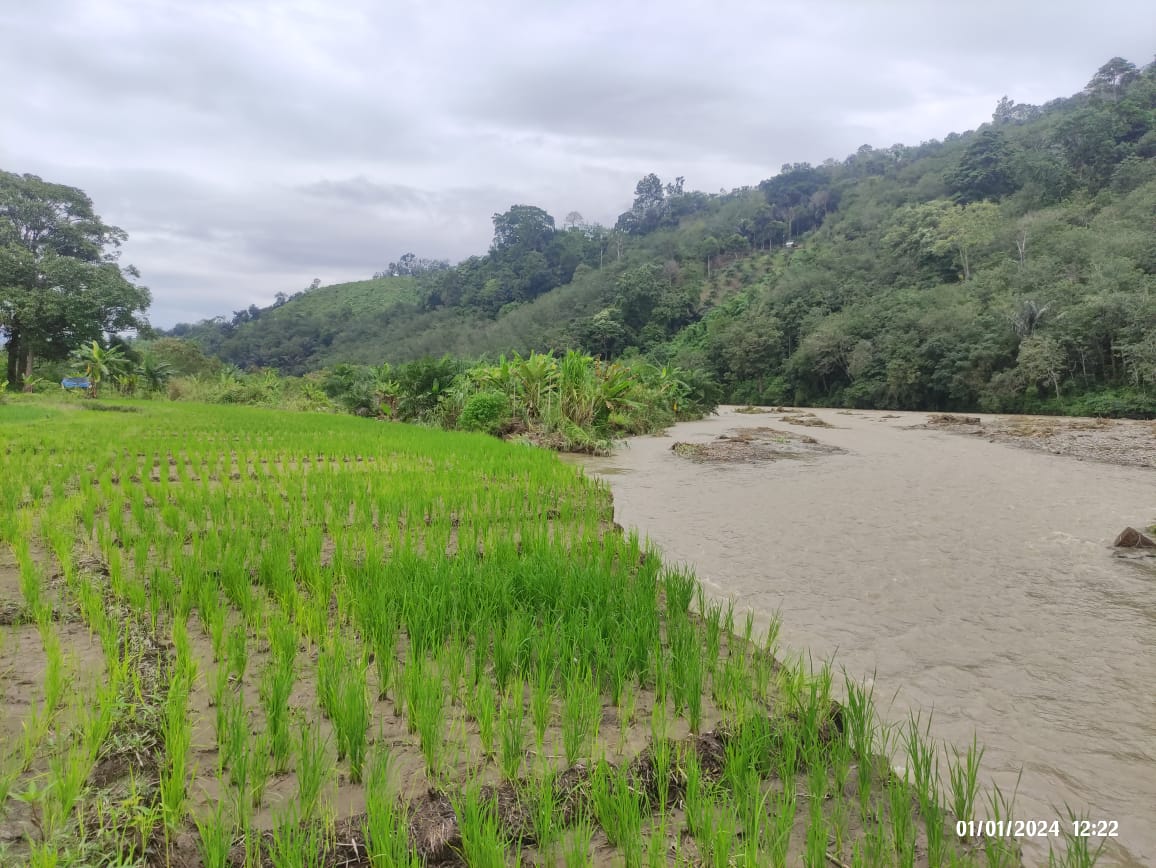 Sawah diterjang banjir