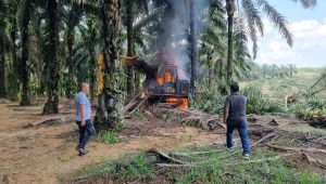 Akibat Sengketa Lahan, Karyawan PT SSL dan PT ANJ Agri Bentrok, Tiga Orang Luka