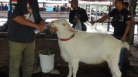 Qurban Premium Kini Hadir di Sumatera Utara