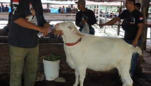 Qurban Premium Kini Hadir di Sumatera Utara