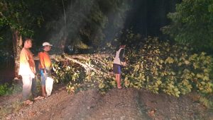 BPBD Madina Evakuasi Pohon Tumbang Serta Tinjau Rumah Warga yang Terkena Angin Kencang