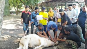 UINSU Sembelih 18 Ekor Hewan Kurban
