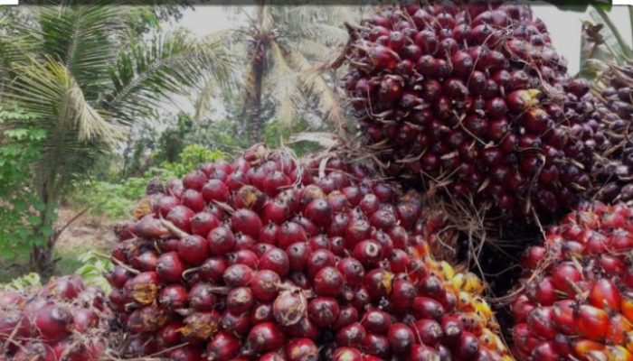 Indonesia Siapkan Implementasi B40 untuk Kurangi Ketergantungan pada Bahan Bakar Fosil