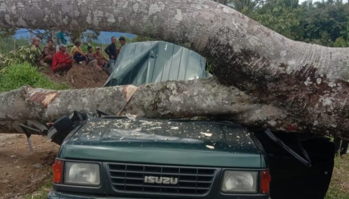 Satu Keluarga Ditimpa Pohon Tumbang saat Berlibur di Kebun Durian Miliknya Sendiri