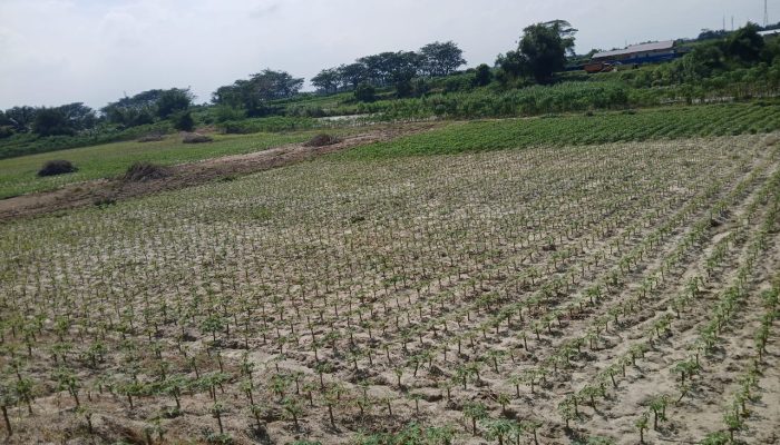 Petani Bantaran Sungai Ular Bersyukur Pembersihan Tanggul Tingkatkan Hasil Panen