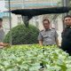 Kalapas Medan kontrol tanaman Hidroponik