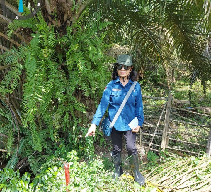 Pemeriksaan Tanah