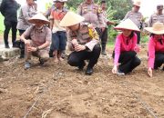 Manfaatkan Lahan Kosong, Kapolres Binjai Tanam Bibit Jagung Unggul Dukung Ketahanan Pangan