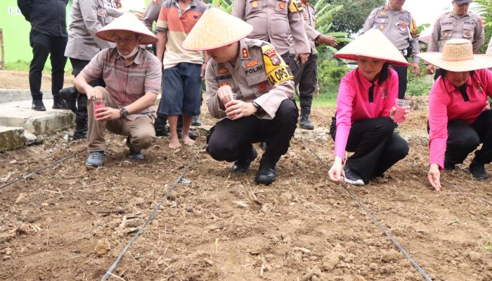 Manfaatkan Lahan Kosong, Kapolres Binjai Tanam Bibit Jagung Unggul Dukung Ketahanan Pangan