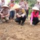 Tanam Bibit Jagung