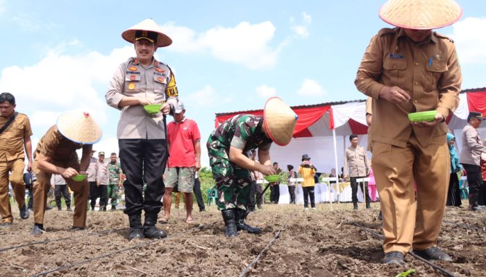 Polres Binjai Dukung Program Ketahanan Pangan melalui Penanaman Jagung Serentak