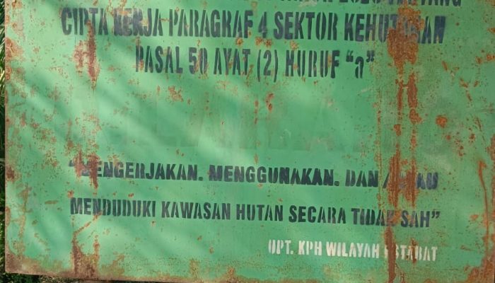 Setelah Pembongkaran Pagar Seng, Begini Kondisi Terkini Hutan Lindung Desa Regemuk