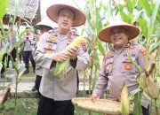 Polres Binjai Gelar Panen Raya Jagung Dukung Program Ketahanan Pangan Nasional