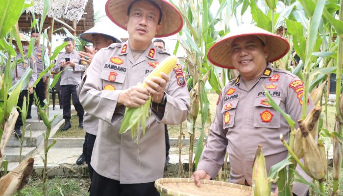 Polres Binjai Gelar Panen Raya Jagung Dukung Program Ketahanan Pangan Nasional