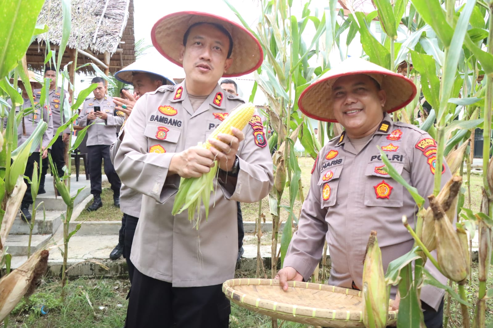 Panen Raya Jagung