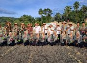 Bupati Madina Bersama Kelompok Tani Saroha Panen Jagung di Lahan Reklamasi Tambang