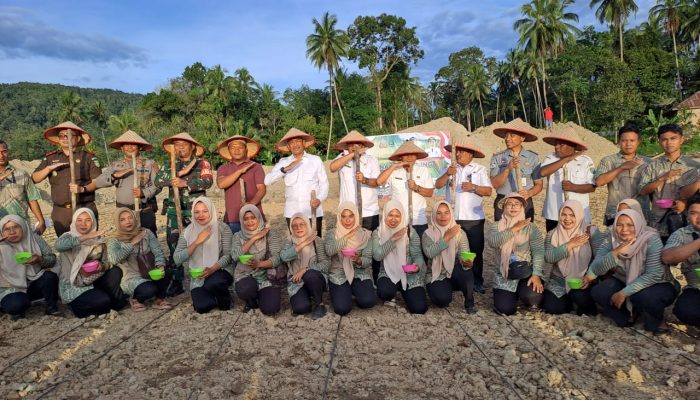 Bupati Madina Bersama Kelompok Tani Saroha Panen Jagung di Lahan Reklamasi Tambang