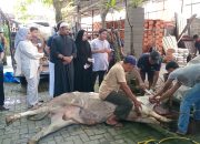 Semangat Berbagi, H Rahudman Harahap dan Keluarga Sembelih Dua Ekor Lembu pada Idul Adha 1446 H