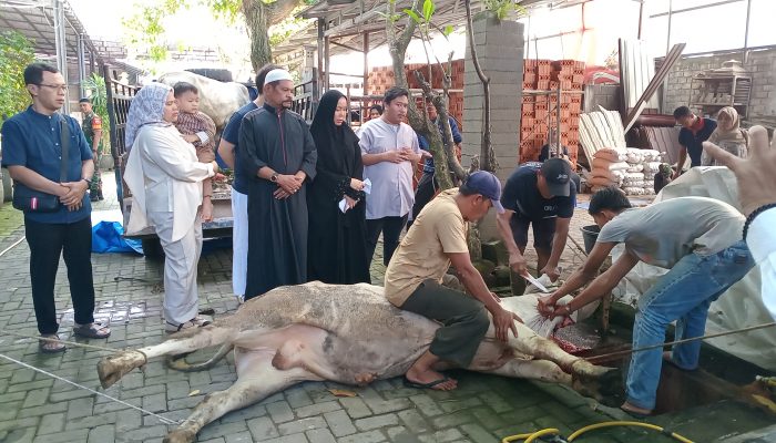 Semangat Berbagi, H Rahudman Harahap dan Keluarga Sembelih Dua Ekor Lembu pada Idul Adha 1446 H
