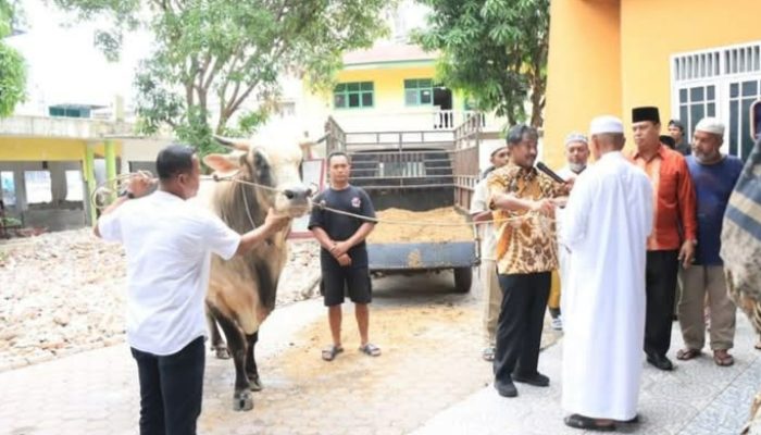 Wali Kota Binjai Serahkan Bantuan Sapi Kurban dari Presiden RI