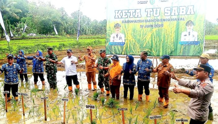 Bupati Madina Resmikan Program Peningkatan Produktivitas Pertanian di Kecamatan Siabu