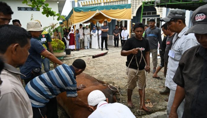 Gubernur Bobby Nasution Saksikan Penyembelihan Hewan Kurban di Kampung Nelayan