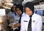 Panen Jamur Tiram