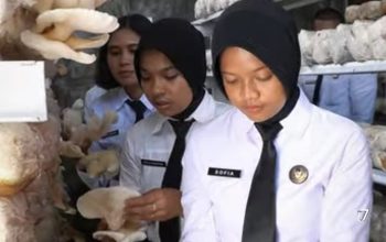Panen Jamur Tiram