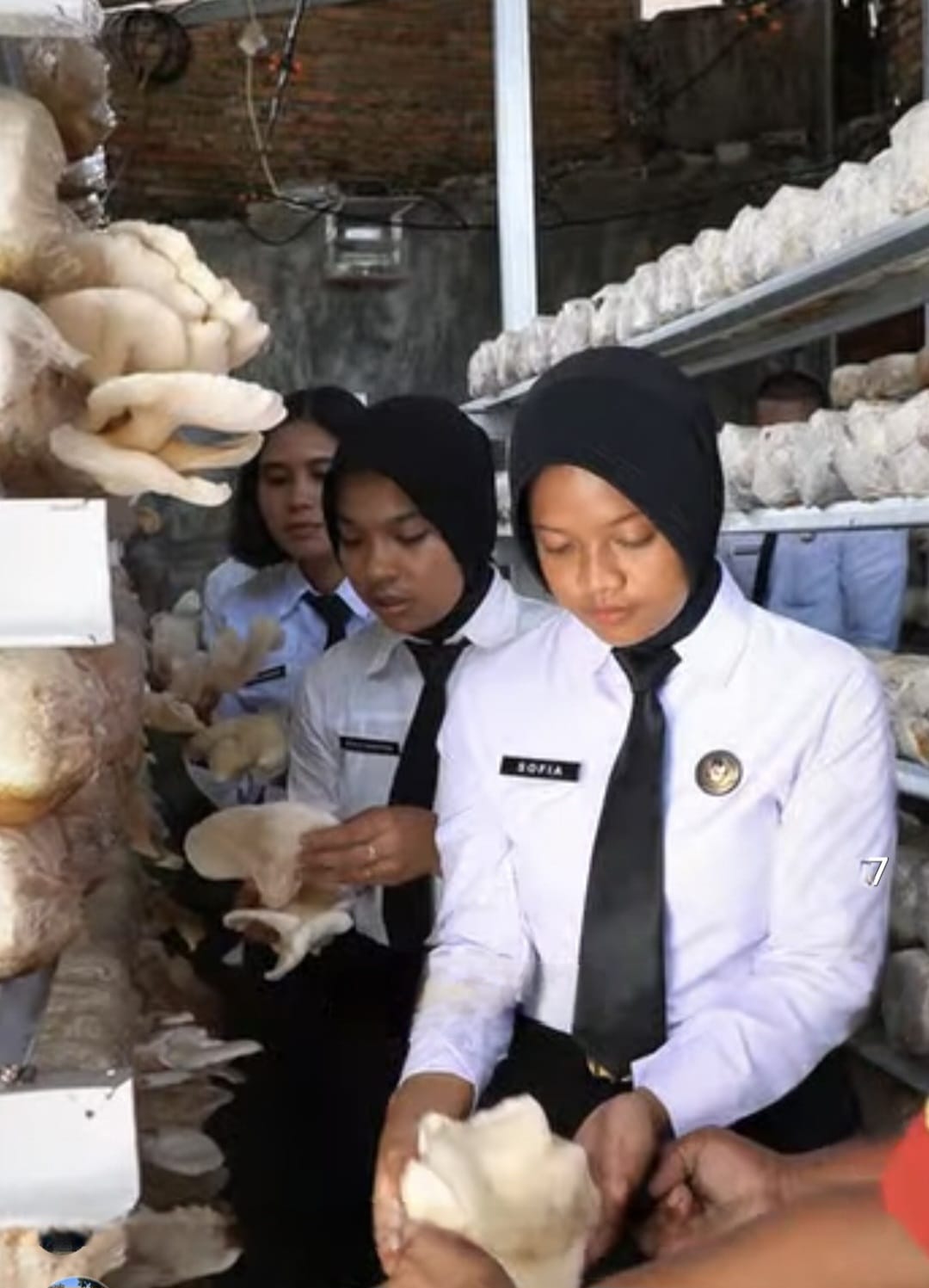 Panen Jamur Tiram