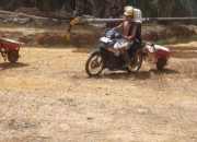 PT ANJ Diduga Panen TBS di Lahan yang Telah Dipasangi Plang oleh Satgas PKH