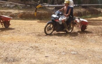 Panen TBS di Lahan Kawasan Hutan