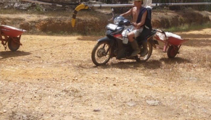 PT ANJ Diduga Panen TBS di Lahan yang Telah Dipasangi Plang oleh Satgas PKH